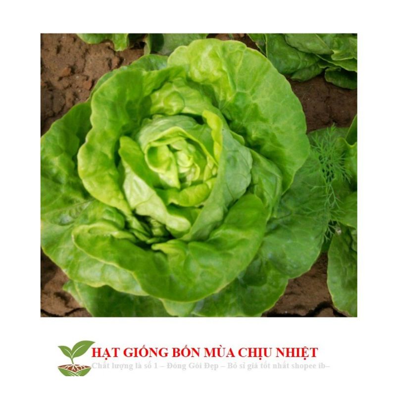 hạt giống xà lách hoa hồng cuộn dòn  💥SALE LỚN💥 chất lượng cao