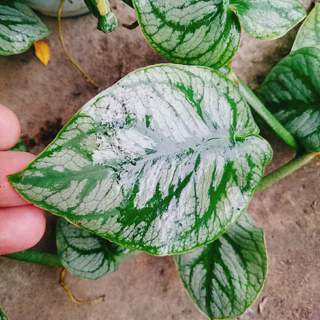 Cây tắc kè thái (giống mới) - cây leo tường