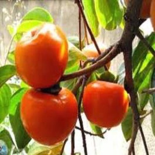 Cây Giống Hồng Nhân Hậu Quả Đỏ .