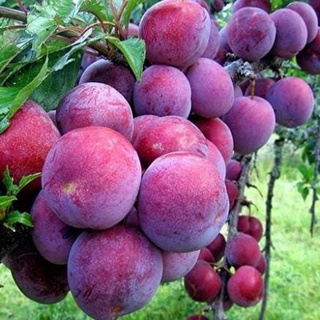 Cây Giống Mận Tam Hoa Chất Lượng Cao .