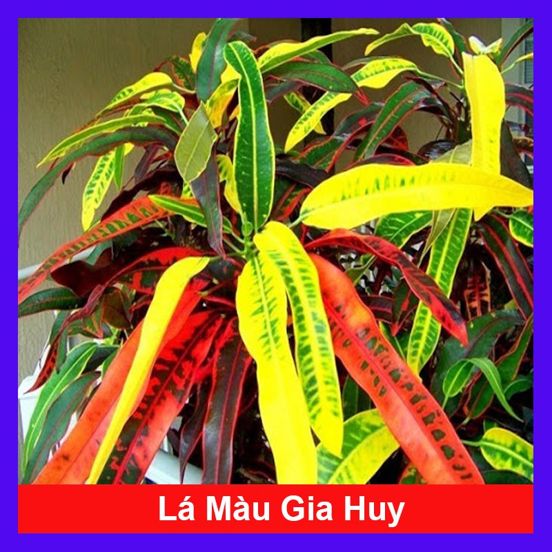 Cây lá màu gia huy - Cây cảnh trong nhà