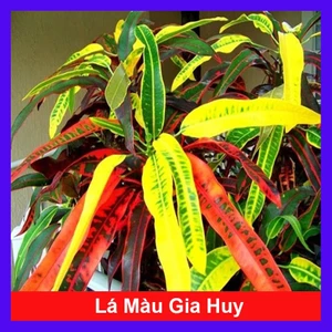 Cây lá màu gia huy - Cây cảnh trong nhà