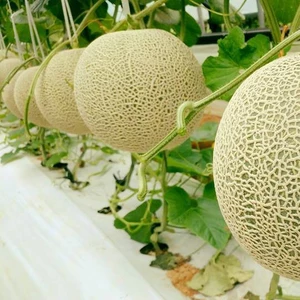 Hạt giống dưa lưới xanh siêu ngọt