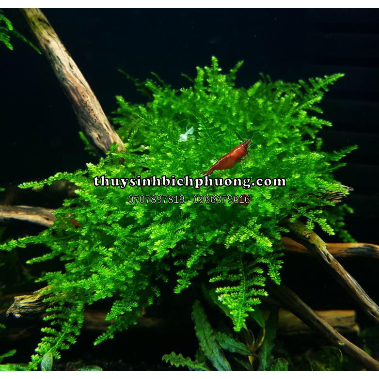 RÊU XMASS - CHRISTMAS MOSS TRANG TRÍ CHO HỒ CÁ THỦY SINH | Shopee Việt Nam