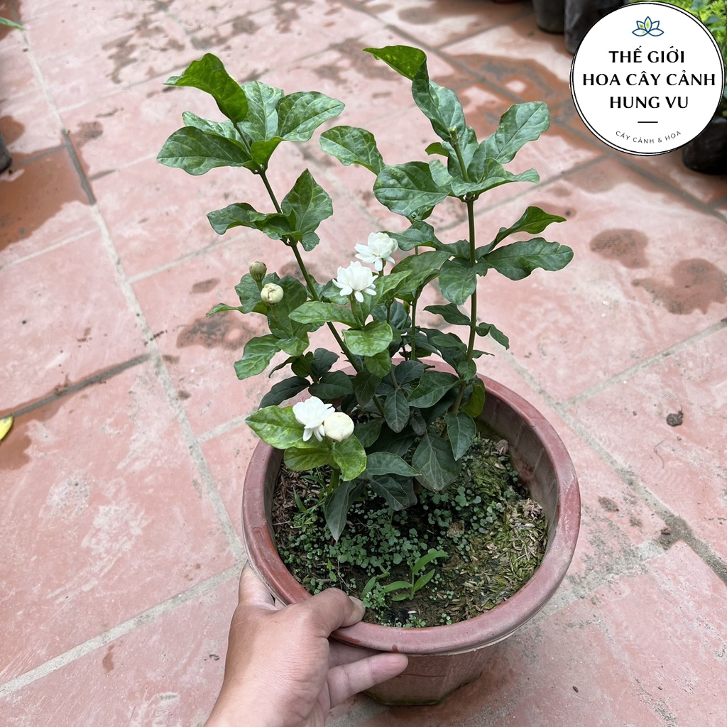 Cây nhài Ba Lá siêu thơm cao 40cm. | Shopee Việt Nam