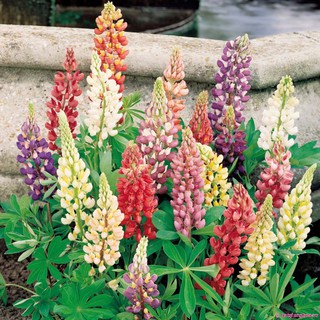 ⚡️HẠT GIỐNG HOA ĐẬU LUPIN MIX F1⚡️ TỈ LỆ NẢY MẦM TRÊN 90% HOA CỰC KÌ ĐẸP GÓI 30 HẠT
