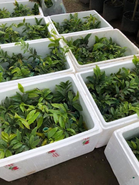 Hoa mai Huỳnh Tỷ 24 cánh_ cây ghép