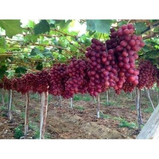 Cây Giống Nho Ninh Thuận Trái Đỏ To .