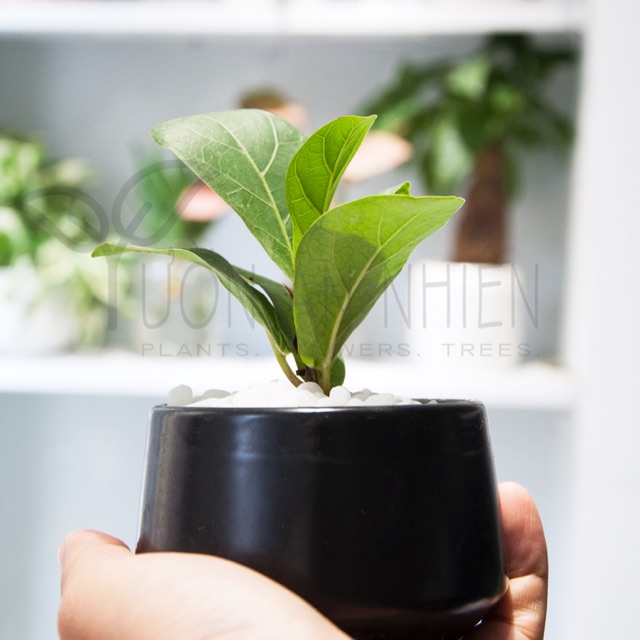 Bàng sing size mini | Shopee Việt Nam
