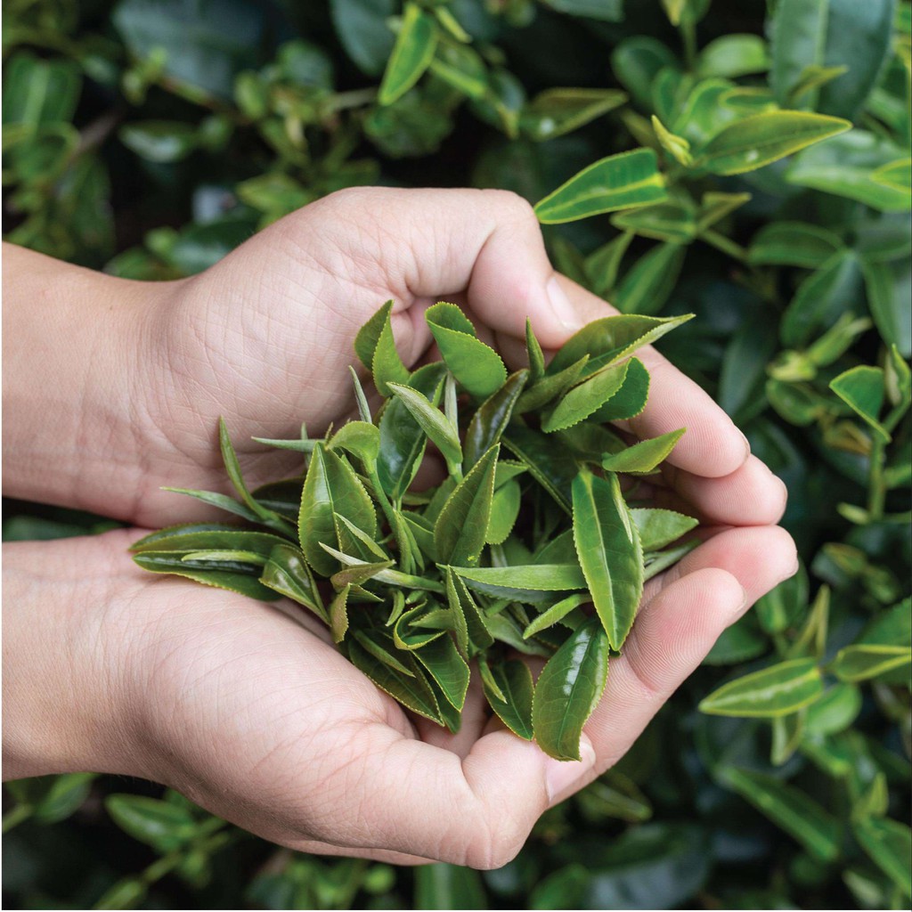 Ảnh Trà Xanh Cầu Đất Dalat Farm - Hộp 110Gr 1