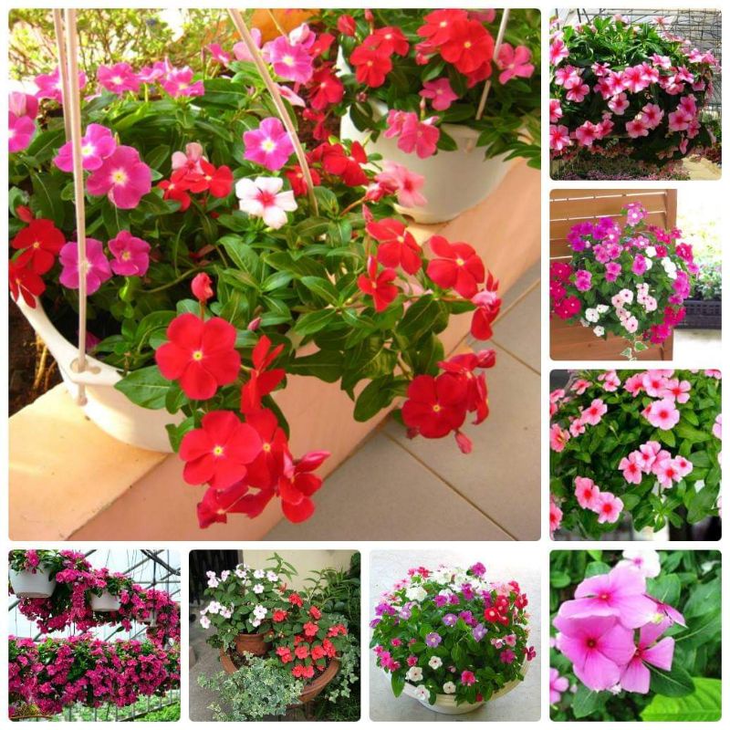 💥100 hạt giống hoa dừa cạn nhiều màu💕 lâu năm cực dễ trồng💕 chất lượng cao