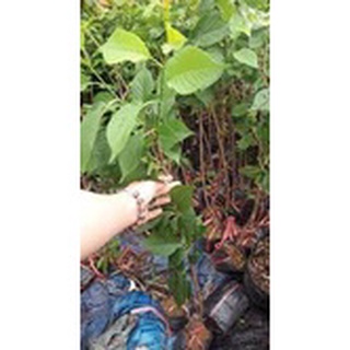 Cây giống cherry anh đào Mỹ siêu sớm .