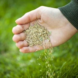 100gam hạt giống cỏ thảm trang trí sân vườn cực dễ trồng
