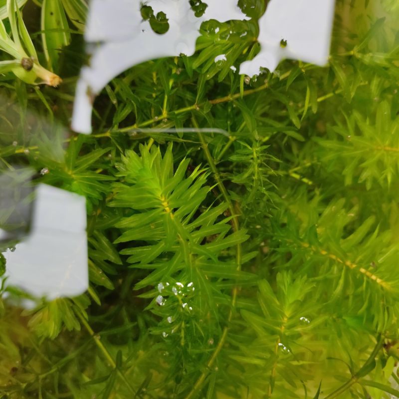 30 cây rong đuôi chó thủy sinh( dài 20cm toàn ngọn) | Shopee Việt Nam