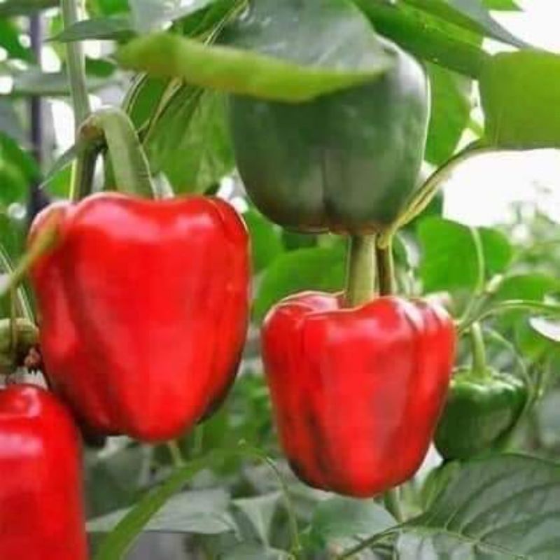 hạt giống ớt chuông ngọt f1 🤗🤗 nảy mầm cực đỉnh💥💥 chất lượng cao