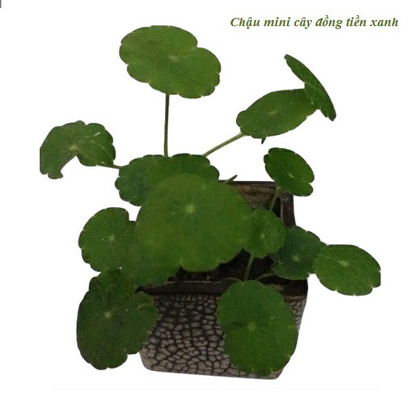 Cây rau má cảnh (cỏ đồng tiền) | Shopee Việt Nam