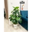 CÂY TRẦU BÀ MẪU MỚI - 1m2 - CÂY GIẢ DECOR