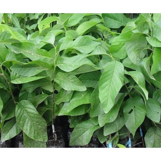 Cây Giống Na Thái Quả To Cả Cân .