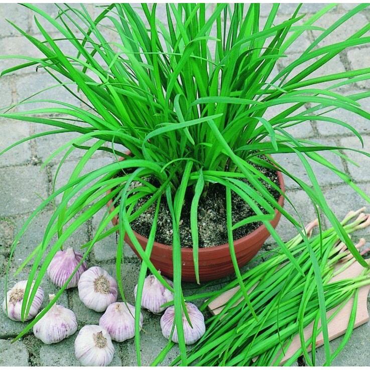 hạt giống rau hẹ cực dễ trồng chống chịu sâu bệnh gói 2 gam hạt [ NONG TRAI XANH ]