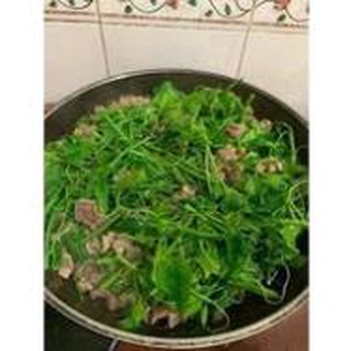 Combo 2 Cây Giống Rau Bò Khai Trường ĐH Nông Nghiệp .