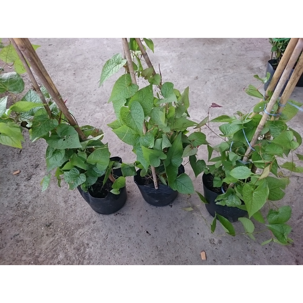 Cây hoa tigon - cây cảnh sân vườn