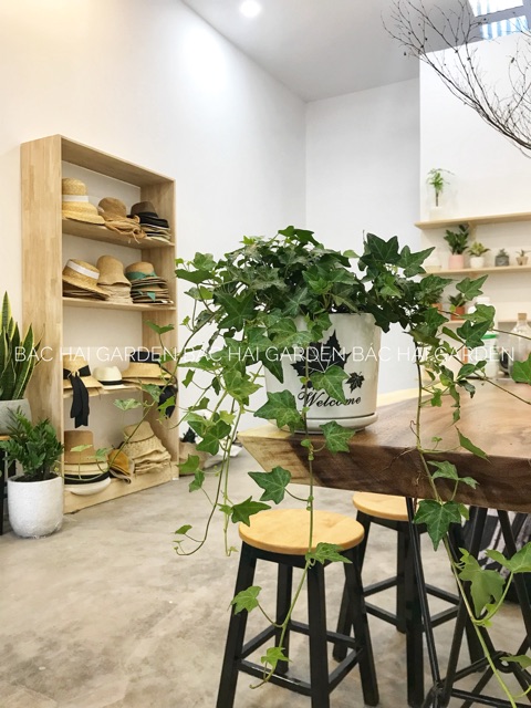Chậu thường xuân để bàn trang trí nội ngoại nhà ở, văn phòng thất kèm chậu