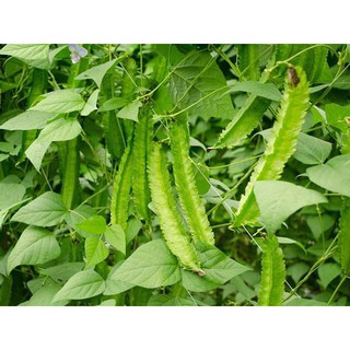 HẠT GIỐNG ĐẬU RỒNG CAO SẢN F1 GÓI 5 GAM HẠT