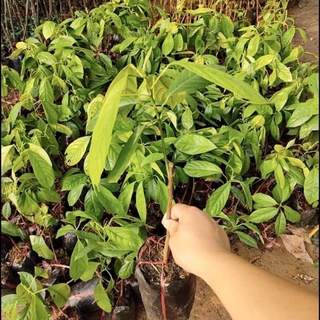 Cây bòn bon (dâu da đất ) ghép cành cao 40-70 cm 1 năm ra quả .