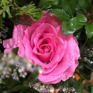hoamocmien_9339