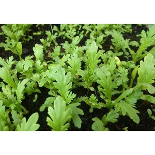 hạt giống rau cải cúc sinh trưởng cực khỏe gói 5gr