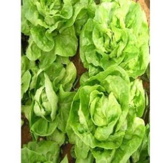 Hạt giống rau xà lách cao sản .