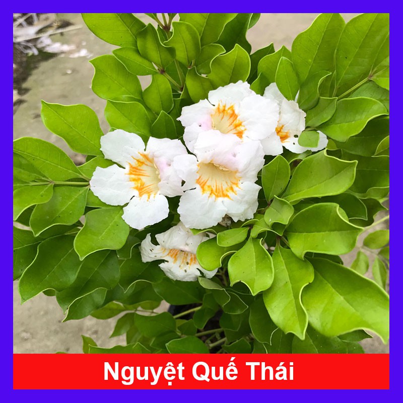 Cây Nguyệt Quế Thái - Cây cảnh trong nhà