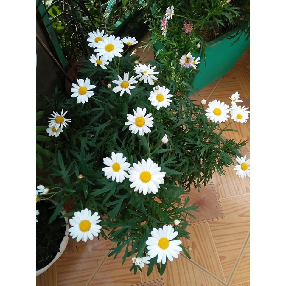 Hạt giống hoa cúc họa mi trắng gói 100 hạt f1 chất lượng cao