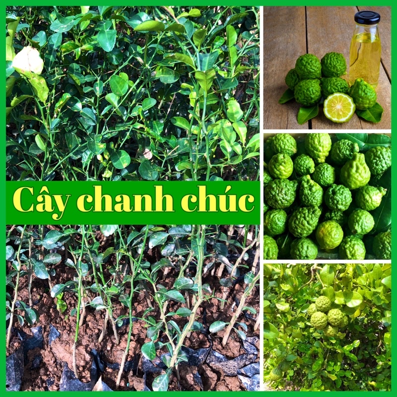 Cây chanh Chúc (chanh Thái, chanh não ) đặc sản An Giang | Shopee Việt Nam