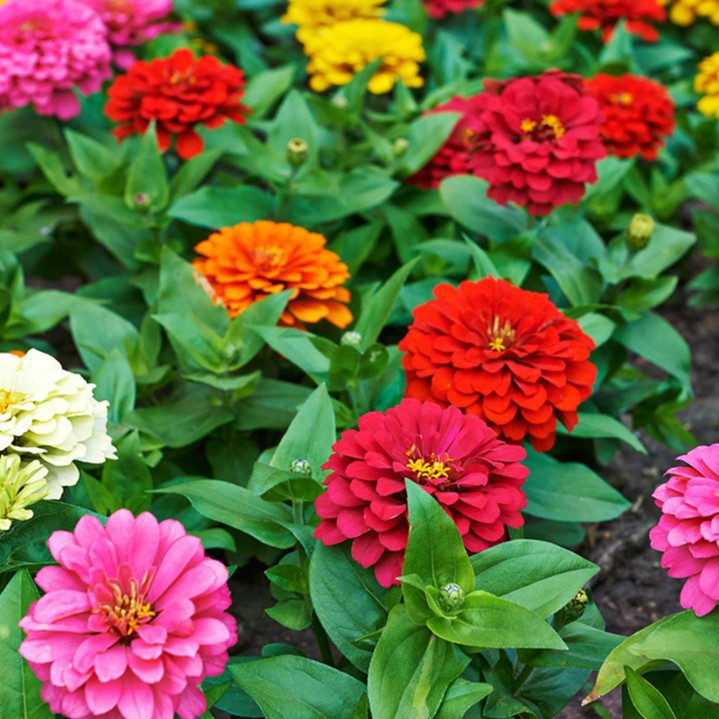 Hạt giống hoa cúc Zinnia (cúc lá nhám)