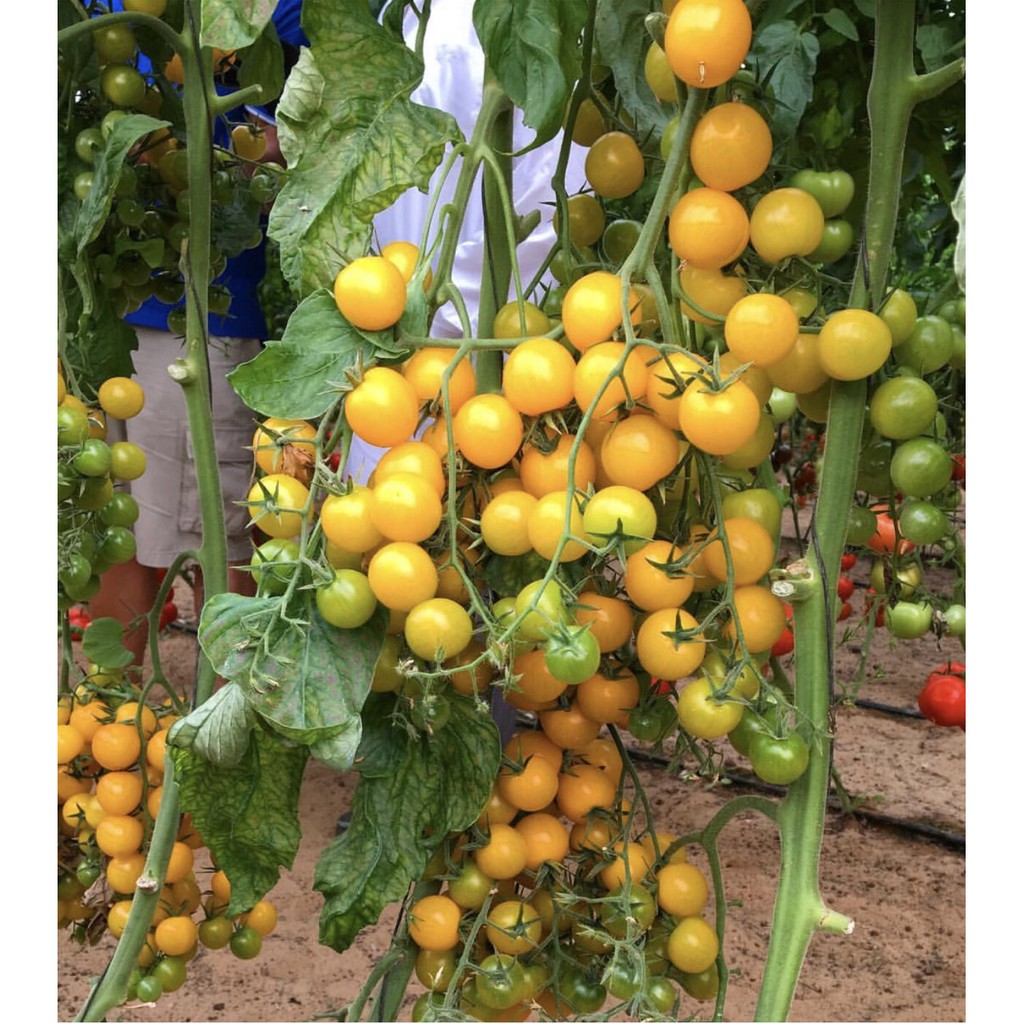 Hạt Giống Cà Chua Vàng ( NoVa)  Chery Chuỗi Ngọc Siêu Quả