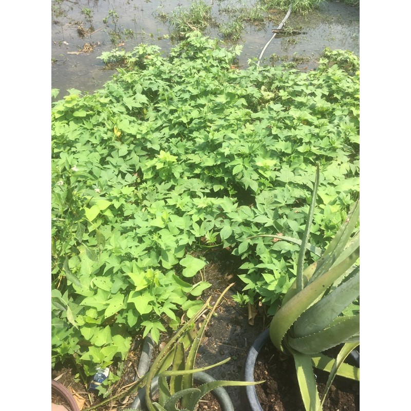 rau lang ngọn xanh ( 5 dây ) | Shopee Việt Nam