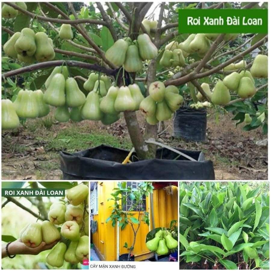 Cây Giống Mận Xanh Đường ( Mận Tam Hoa, Cây Roi Xanh ) Trái To năng suất cao - cây ăn quả