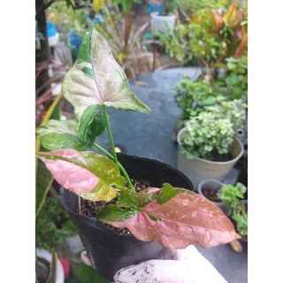 Trầu bà Var hồng (Syngonium pink splash)
