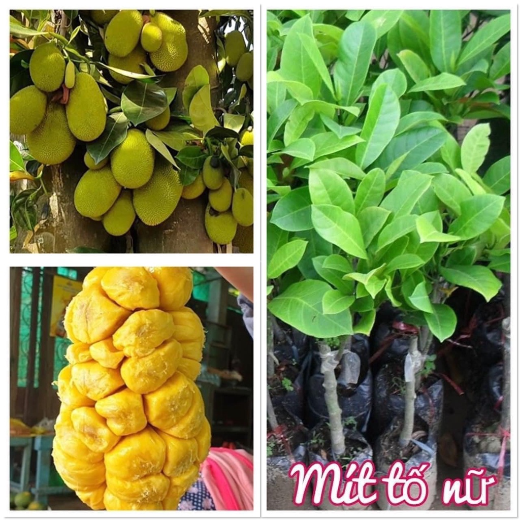 Cây mít tố nữ quả nhỏ múi vàng cao 70-80cm mua 5 cây tặng 1 cây (ảnh ...