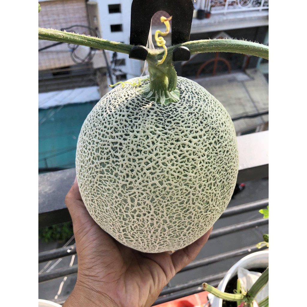 HẠT GIỐNG DƯA LƯỚI DA XANH GREENMAN F1  - NONG TRAI XANH