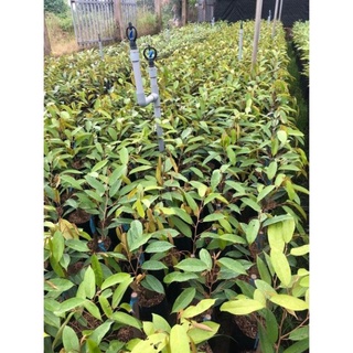 Cây Sầu Riêng Thái Hạt Lép Siêu Sớm .