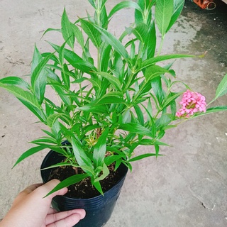 Cây Liễu Hồng - cây cảnh vườn