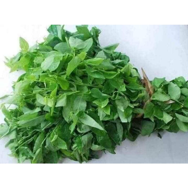 🍄💥hạt giống rau ngót ❤️ Lâu Năm❤️❤️🍄 dễ trồng chất lượng cao