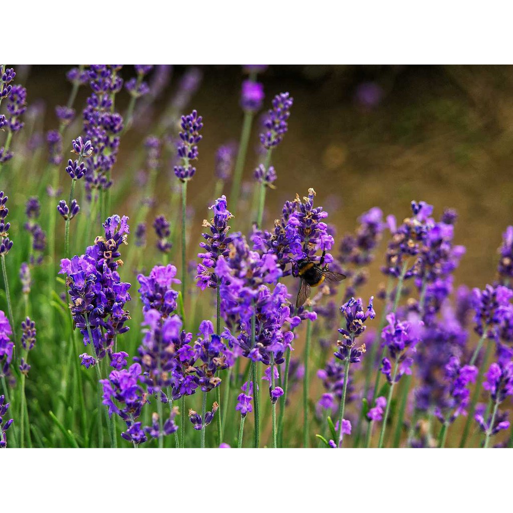 🌟HẠT GIỐNG HOA OẢI HƯƠNG🌟 HOA LAVENDER Mùi Thơm Quyến Rũ