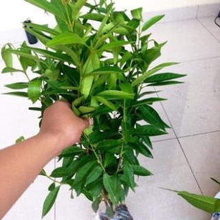 Cây Giống Vối Nếp (Hoa Và Nụ Vối Pha Nước Cực Thơm Và Ngọt) .