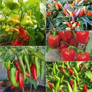 Hạt giống ớt các loại .