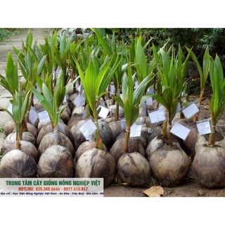 Cây Giống Dừa Lửa .