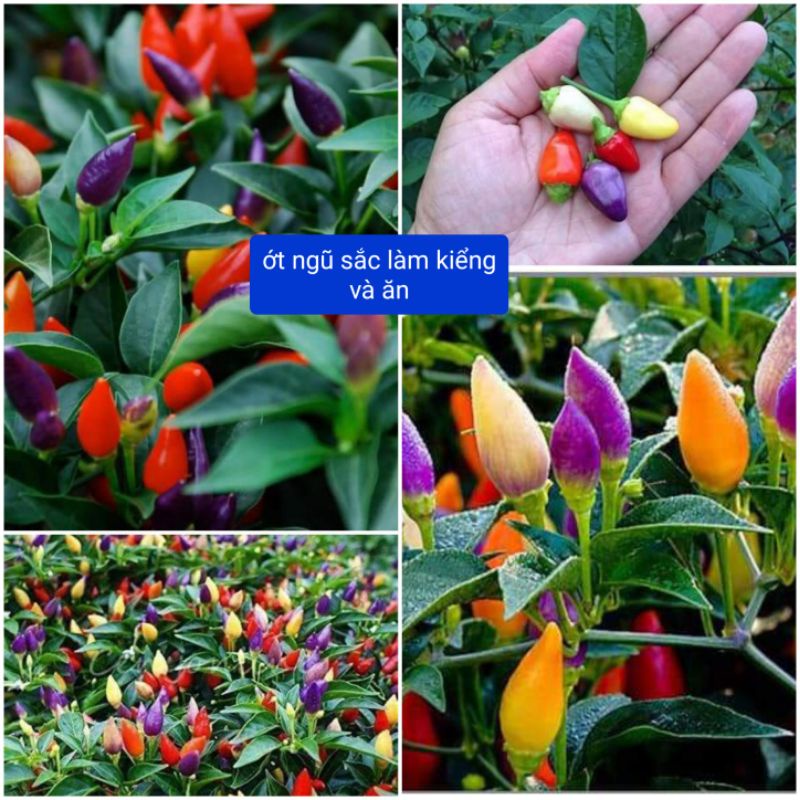 hạt giống ớt ngũ sắc 💞Làm Cảnh, Ăn ngon💝💝 siêu nảy mầm chất lượng cao