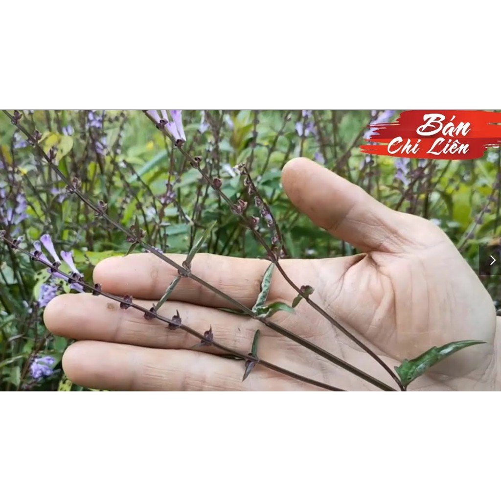 [Mã BMTTC60K giảm đến 60K đơn 50K] Bán chi liên khô JINDO 1kg tốt cho sức khỏe